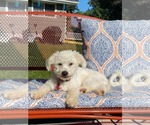 Small #2 Maltipoo