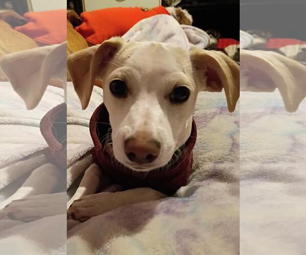 Medium Photo #3 Chihuahua-Unknown Mix Puppy For Sale in Coldwater, MI, USA