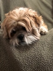 Mother of the Lhasa Apso puppies born on 10/28/2018