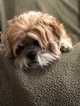 Small Photo #1 Lhasa Apso Puppy For Sale in SALEM, MA, USA