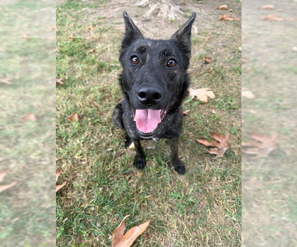 Medium Photo #1 Texas Heeler-Unknown Mix Puppy For Sale in Riverside, CA, USA