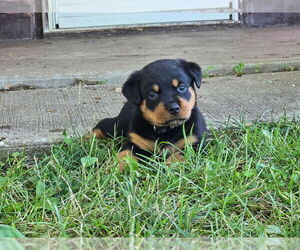 Rottweiler Puppy for sale in WAVERLY, MO, USA