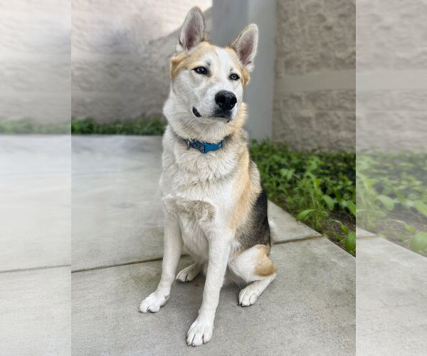 Medium Photo #1 Siberian Husky-Unknown Mix Puppy For Sale in Corona, CA, USA