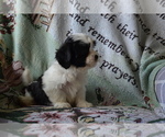 Small Photo #3 Zuchon Puppy For Sale in GREENWOOD, WI, USA
