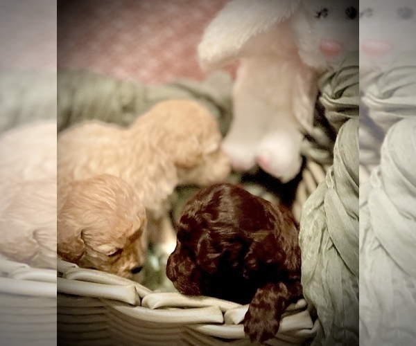 Medium Photo #10 Poodle (Toy) Puppy For Sale in ROCK HILL, SC, USA