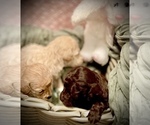 Small Photo #10 Poodle (Toy) Puppy For Sale in ROCK HILL, SC, USA