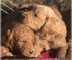 Doodle-Golden Retriever Mix Puppy for sale in FRIENDSHIP, TN, USA