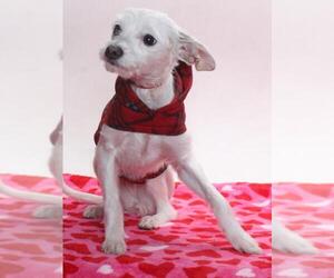 Mutt Dog for Adoption in Burbank, California USA