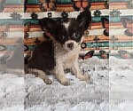Hand delivery - Female Chihuahua Puppy for Sale - Photo #4