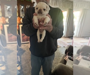 Pug Dog for Adoption in SPARKS, Nevada USA