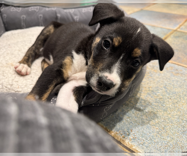 Medium Photo #6 Mutt Puppy For Sale in Rockville, MD, USA