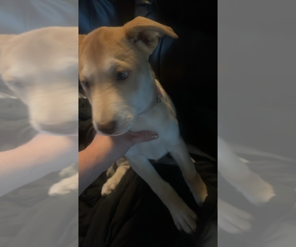 Medium Photo #2 Siberian Husky-Staffordshire Bull Terrier Mix Puppy For Sale in WILLIMANTIC, CT, USA