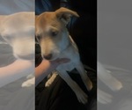 Litter of 6 - Male(s) and Female(s) Siberian Husky-Staffordshire Bull Terrier MixLitter of Puppies for Sale - Photo #2