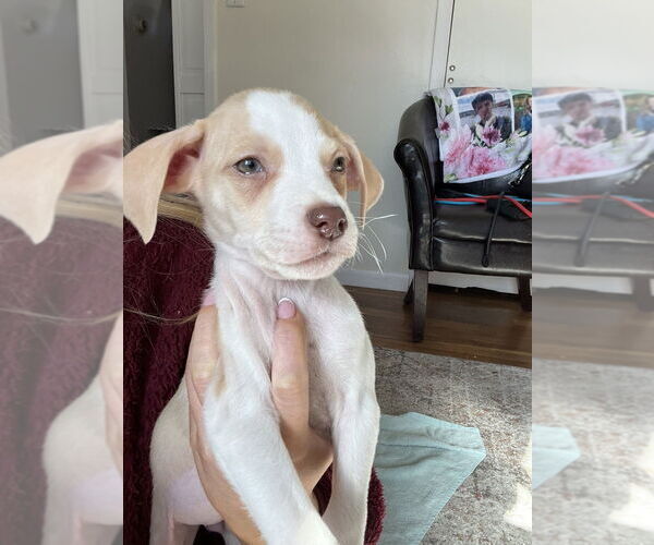 Medium Photo #2 German Shorthaired Lab Puppy For Sale in Brewster, NY, USA