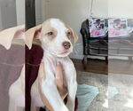 Small #1 German Shorthaired Lab