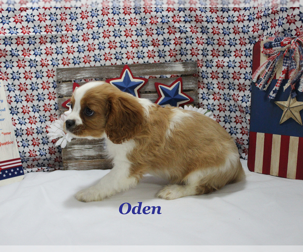 Medium Photo #11 Cavalier King Charles Spaniel Puppy For Sale in CHANUTE, KS, USA