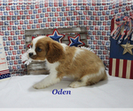 Small #10 Cavalier King Charles Spaniel