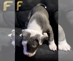 Small Photo #7 American Pit Bull Terrier Puppy For Sale in ELMA, WA, USA