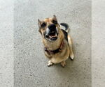 Small #1 German Shepherd Dog-Pembroke Welsh Corgi Mix