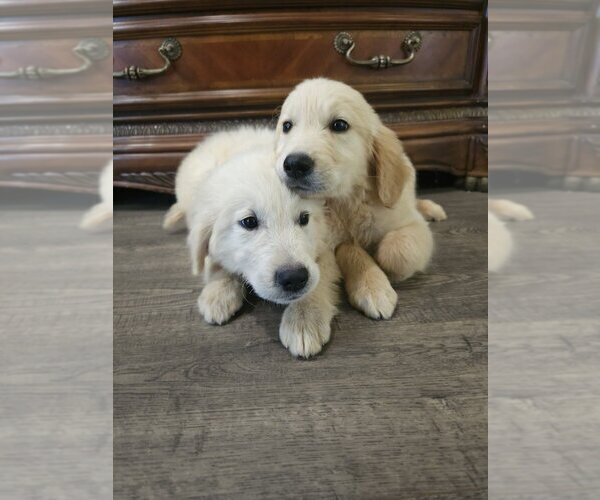 Medium Photo #5 English Cream Golden Retriever Puppy For Sale in SACRAMENTO, CA, USA