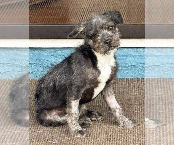 Medium Photo #1 Mutt Puppy For Sale in Corona, CA, USA