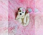 Small #1 ShihPoo