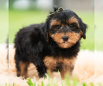 Small Photo #56 Yorkipoo Puppy For Sale in WARSAW, IN, USA