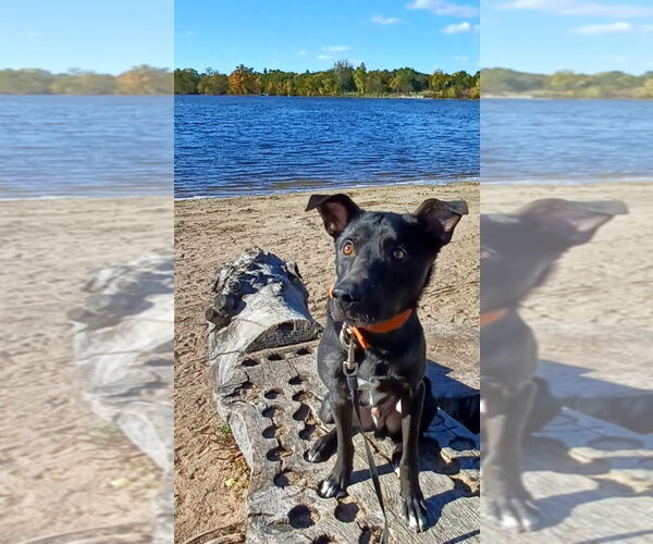 Medium Photo #3 Border Collie Puppy For Sale in Minneapolis, MN, USA