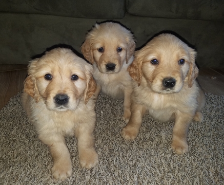 Medium Photo #1 Golden Retriever Puppy For Sale in MCCLEARY, WA, USA