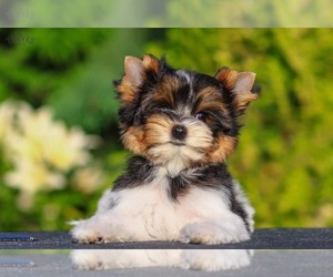 Biewer Terrier Puppy for Sale in WEST PALM BEACH, Florida USA