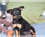 Small #2 Dachshund Mix