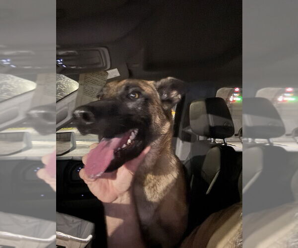 Medium Photo #3 Mutt Puppy For Sale in Imlay City, MI, USA