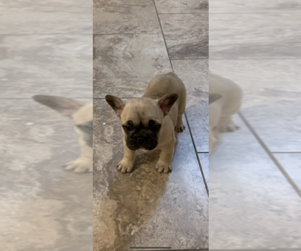 Medium Photo #6 French Bulldog Puppy For Sale in ALBUQUERQUE, NM, USA