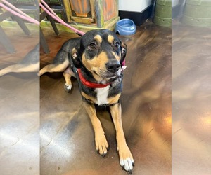 Mutt Dogs for adoption in Westwood, NJ, USA