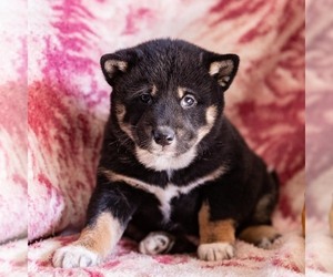 Shiba Inu Puppy for sale in MYERSTOWN, PA, USA