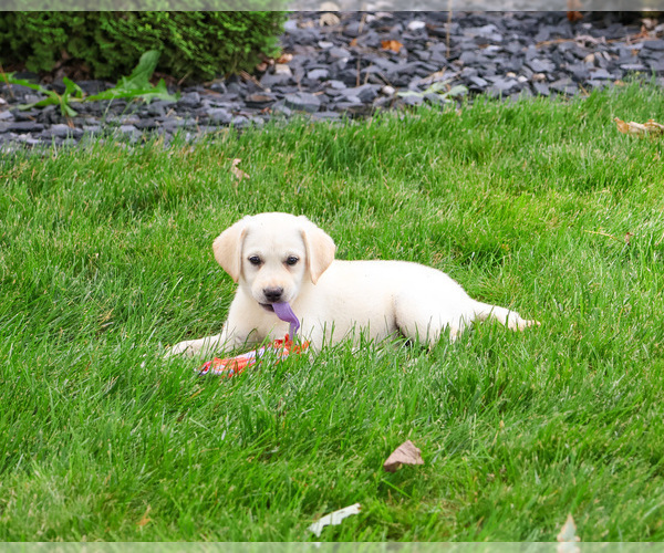 Medium Photo #12 Labrador Retriever Puppy For Sale in SYRACUSE, IN, USA
