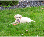 Small #11 Labrador Retriever