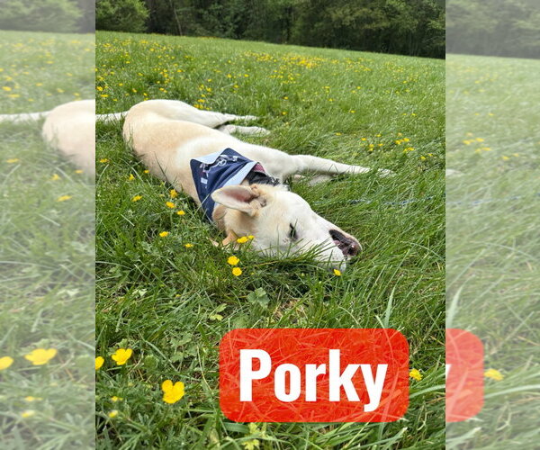 Medium Photo #2 Siberian Husky-Unknown Mix Puppy For Sale in Lexington Park, MD, USA