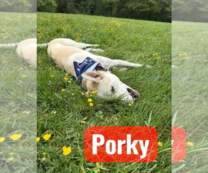 Porky Pig - Male Siberian Husky-Unknown Mix Dog for Adoption - Photo #2