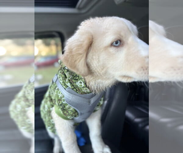 Medium Photo #2 Huskies -Maremma Sheepdog Mix Puppy For Sale in Fenton, MO, USA