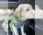 Small #1 Huskies -Maremma Sheepdog Mix