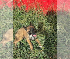 High Octane- Turbo- Located in OK - Male Mutt Dog for Adoption - Photo #12