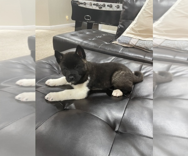 Medium Photo #5 Akita Puppy For Sale in ARVADA, CO, USA