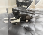 Small Photo #5 Akita Puppy For Sale in ARVADA, CO, USA