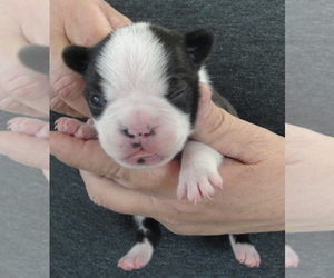 Boston Terrier Puppy for sale in CRKD RVR RNCH, OR, USA