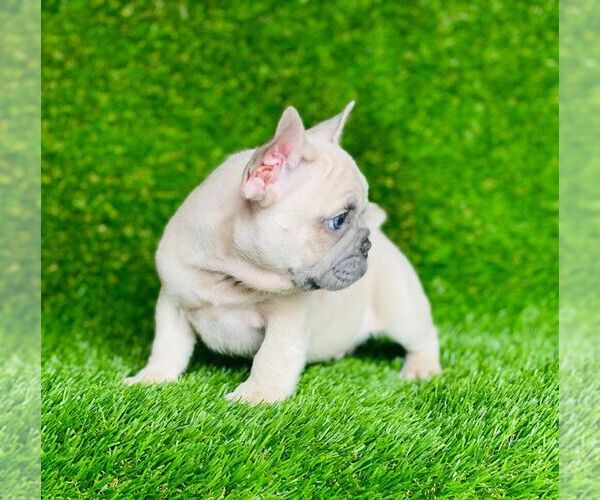 Medium Photo #5 French Bulldog Puppy For Sale in HOUSTON, TX, USA