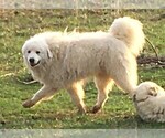 Small #12 Great Pyrenees