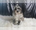 Small #5 Poodle (Toy)