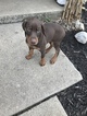 Small Photo #1 Doberman Pinscher Puppy For Sale in CLARKS HILL, IN, USA