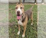 SPARKLE - Female Mutt Dog for Adoption - Small photo